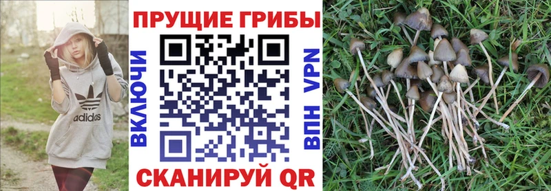 дарнет шоп  Учалы  Галлюциногенные грибы GOLDEN TEACHER 